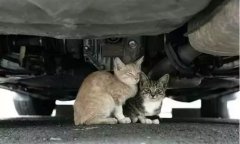 天冷了，開(kāi)車(chē)前記得先喚醒它們！
