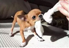  如何阻止狗狗亂咬家具？