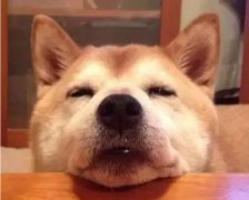 狗狗吃零食有什么注意事項？