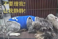 有汪星人的家，還是得需要一個籠子