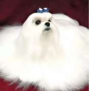 你不快樂嗎？那是因為你沒有養(yǎng)狗！