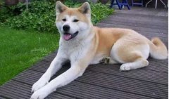 狗狗小知識(shí)，您知道多少？