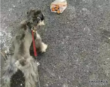 <b>狗狗亂撿東西吃怎么辦？——寵物百科知識</b>