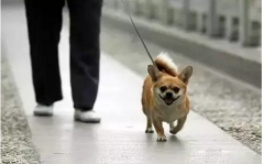 你真會遛狗嗎？-遛狗的過程中需要注意的一些問
