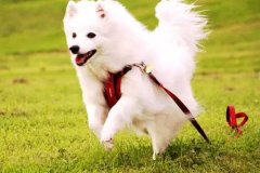 狗狗教會(huì)我們的人生道理，你做到了嗎？
