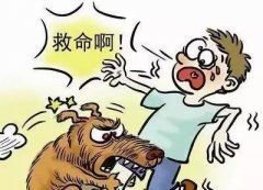 如遇惡犬咬人該怎么辦？這些知識也許能救命！