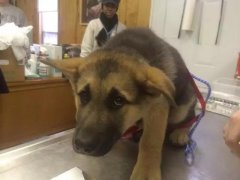 狗狗這么信任你，你怎么可以騙狗狗？！