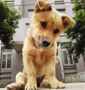 你眼中的土狗，它是我的家人！