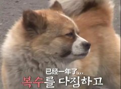 狗子會記仇嗎？