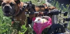 動物間沒有真感情？這只狗狗表示不服！