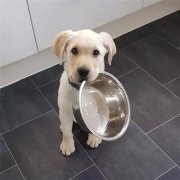 到了飯點不喂狗，你可知道后果的嚴重性？
