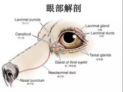 狗狗眼里常含淚水，是為愛感動嗎？