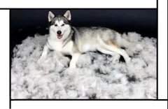毛質(zhì)差、過度脫毛？華興重磅推出犬美毛處方糧