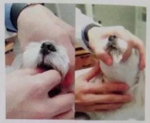 狗狗喂藥小技巧！ 華興寵物食品