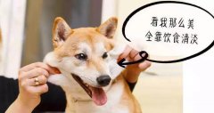 重口味的狗狗愛(ài)啃腳？注意！這可能不是怪癖而