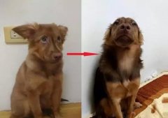 狗知道自己是狗嗎？