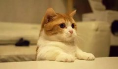貓這種動物，一旦碰上，就再也戒不了了 華興寵