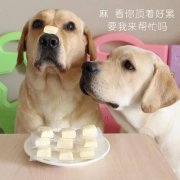 狗狗是否需要補鈣？補鈣應(yīng)注意什么？ 華興寵物
