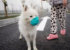 疫情下，如何保證寵物的安全？