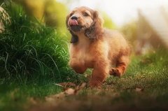 帶狗出門的五大注意事項，做個合格的養(yǎng)犬人