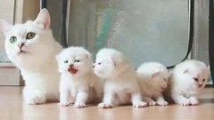 貓咪一生要經(jīng)歷的六個(gè)階段，你家貓?zhí)幱谀膫€(gè)時(shí)期？