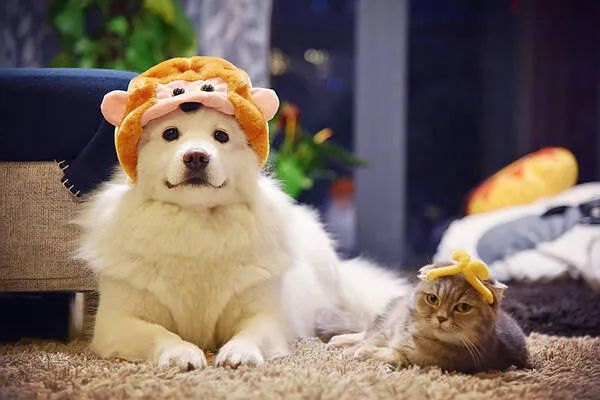 過年啦，家里的貓貓狗狗你是怎么安排的呢？快來看看