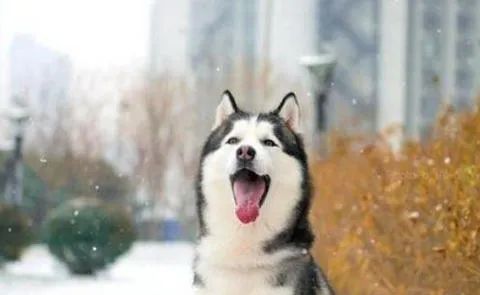 狗狗愛叫怎么辦？這六招，教給你