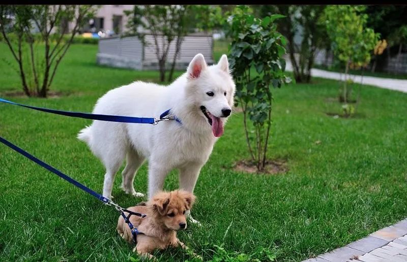 為什么有的狗狗喜歡挖坑？