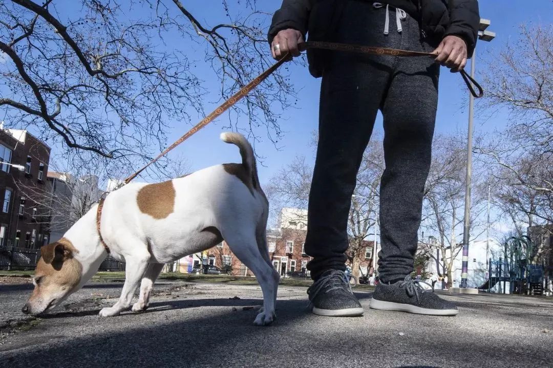 文明養(yǎng)犬知多少？切記做到“寵愛”有方~